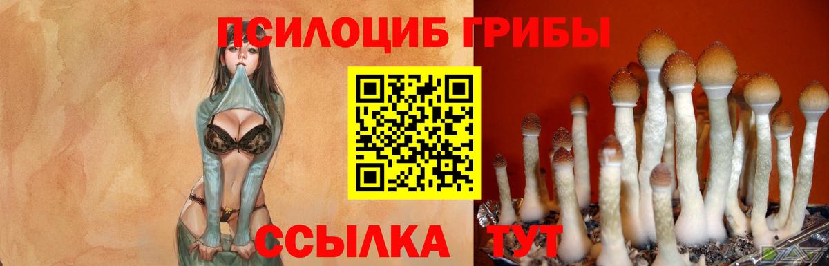 Рузаевка  Псилоцибиновые грибы Psilocybine cubensis  Вход с VPN 